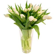 25 white tulips