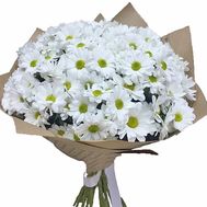 25 chamomile chrysanthemums