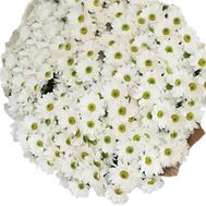 51 ромашкова хризантема в букеті