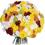 Купити 101 хризантему
