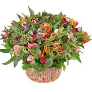 Разноцветная корзина альстромерий