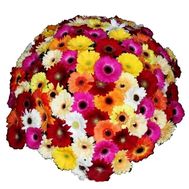 Букет із 101 гербери