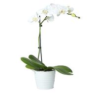Орхідея біла
