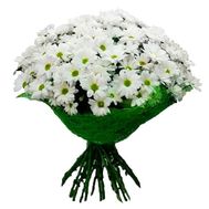 Bouquet of 17 chamomiles