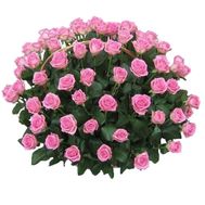 Кошик з 121 рожевих троянд