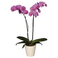 Орхідея рожева