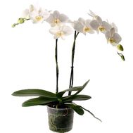 Орхідея біла