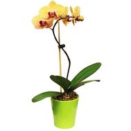 Орхідея жовта