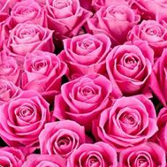 Рожеві троянди поштучно