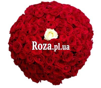 100 червоних троянда з одного білої 100 червоних троянда з одного білої
