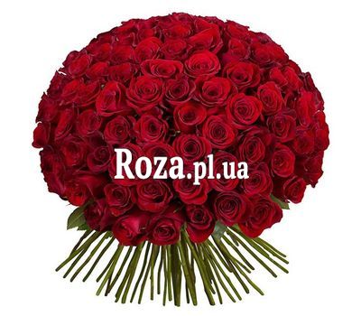 101 червона імпортна троянда 101 червона імпортна троянда