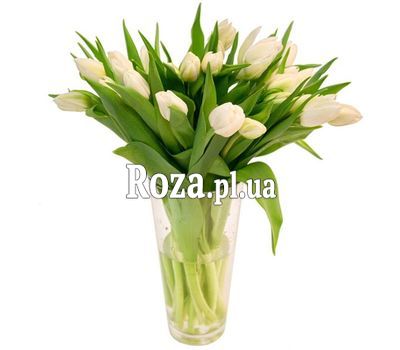 25 white tulips 25 white tulips