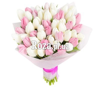 51 white and pink tulip 51 white and pink tulip