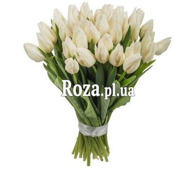 Білосніжні тюльпани в букеті