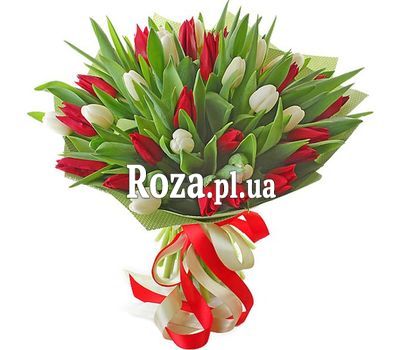Червоні і білі тюльпани Червоні і білі тюльпани