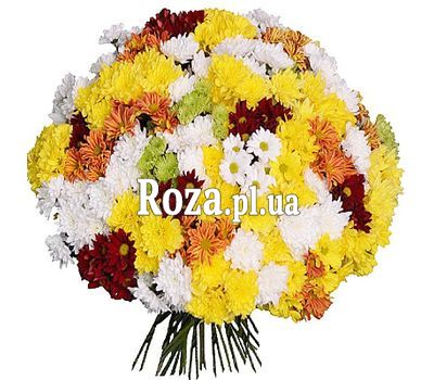 Купити 101 хризантему Купити 101 хризантему