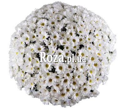 Купити 101 ромашку в Полтаві Купити 101 ромашку в Полтаві