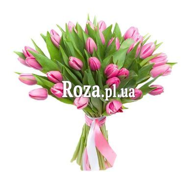 Delicate pink tulips Delicate pink tulips