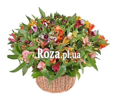 Multicolored basket of alstroemerias Multicolored basket of alstroemerias