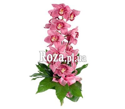 Branch of Orchid Branch of Orchid