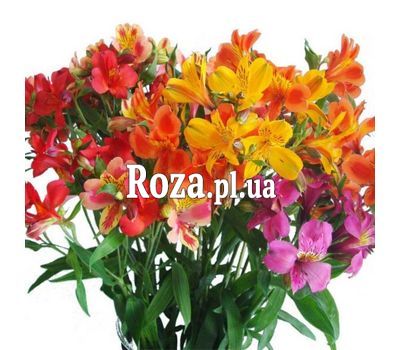 Букет із 17 альстромерій Букет із 17 альстромерій