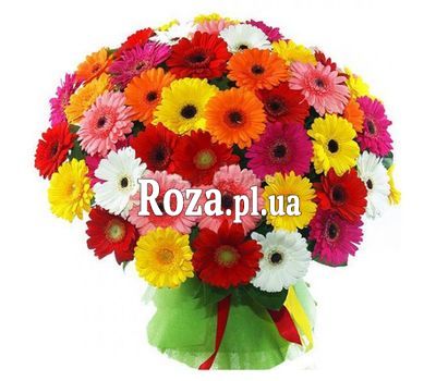 Bouquet of 51 gerberas Bouquet of 51 gerberas