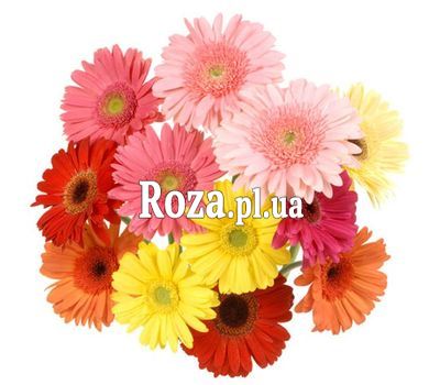 Букет из 13 гербер Букет из 13 гербер