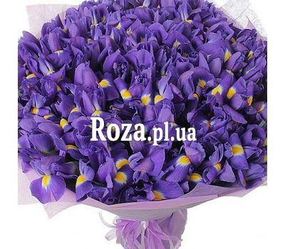 Букет із 101 ірису Букет із 101 ірису
