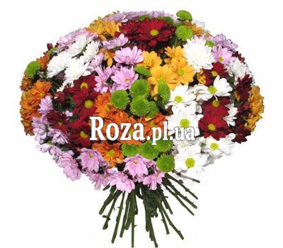 Bouquet of 35 chrysanthemums Bouquet of 35 chrysanthemums