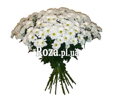 Bouquet of 19 chamomiles Bouquet of 19 chamomiles