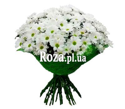 Bouquet of 17 chamomiles Bouquet of 17 chamomiles