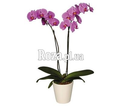 Орхідея рожева Орхідея рожева