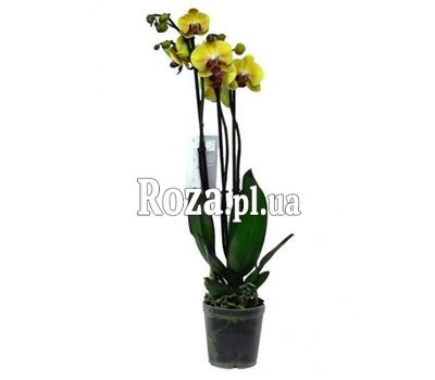 Орхідея жовта Орхідея жовта