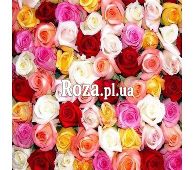 Різнокольорові троянди поштучно Різнокольорові троянди поштучно