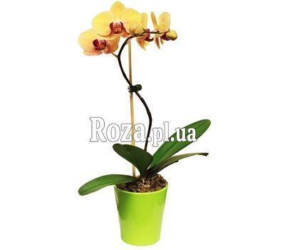 Орхідея жовта Орхідея жовта