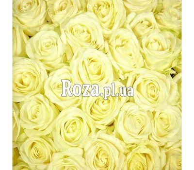 Білі троянди поштучно Білі троянди поштучно